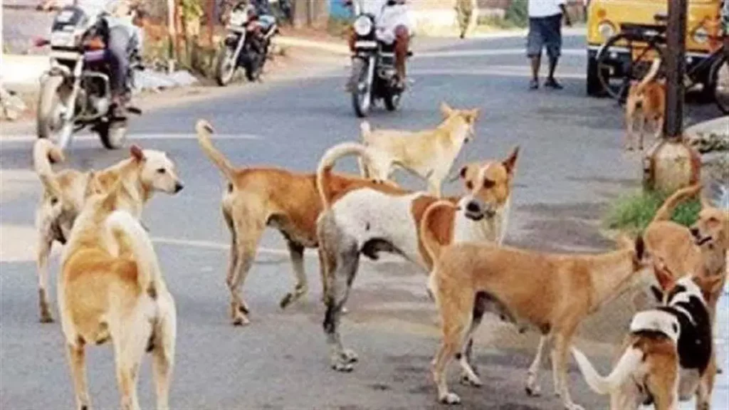 50 dogs can be burnt together