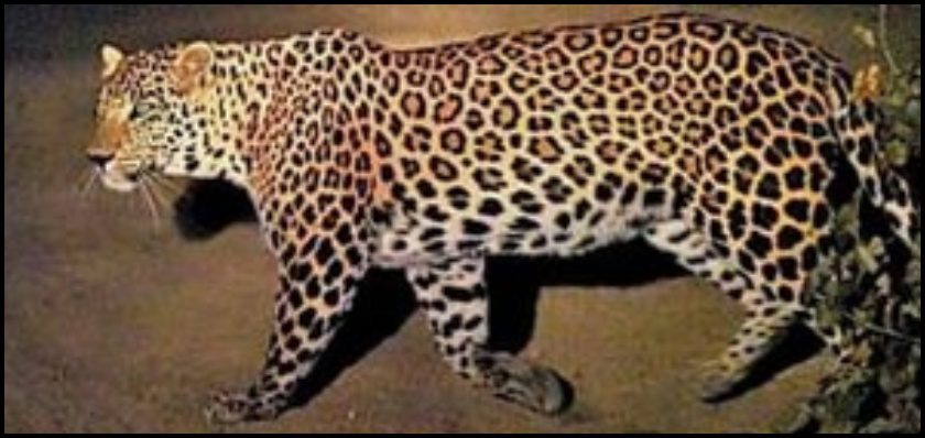 terror of leopard in Uttar Pradesh