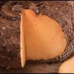 जिमीकंद