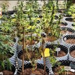 राहुल चौधरी