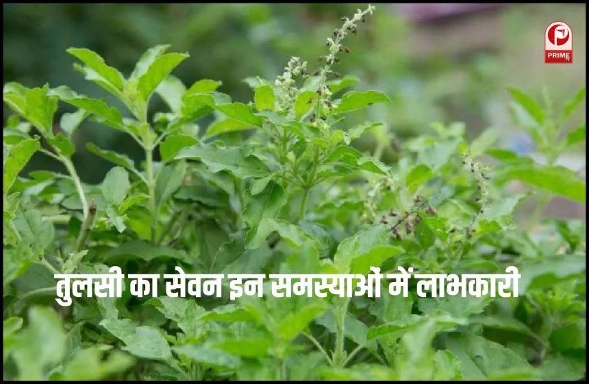 तुलसी का महत्व और उपयोग