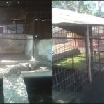 सागर विधायक के बंगले में मिला मगरमच्छ