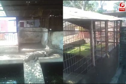 सागर विधायक के बंगले में मिला मगरमच्छ