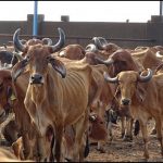 UP Government Scheme For Farmers