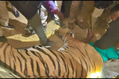 Lucknow Tiger Rescue