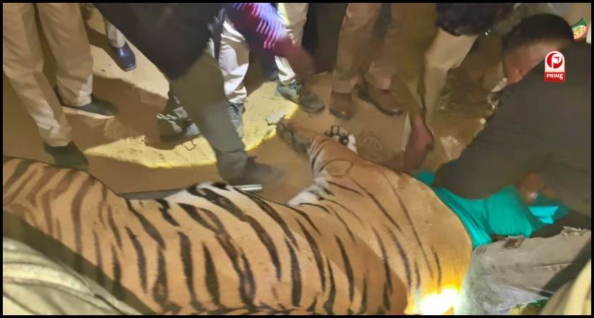 Lucknow Tiger Rescue