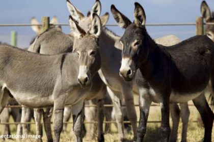 Representational Image