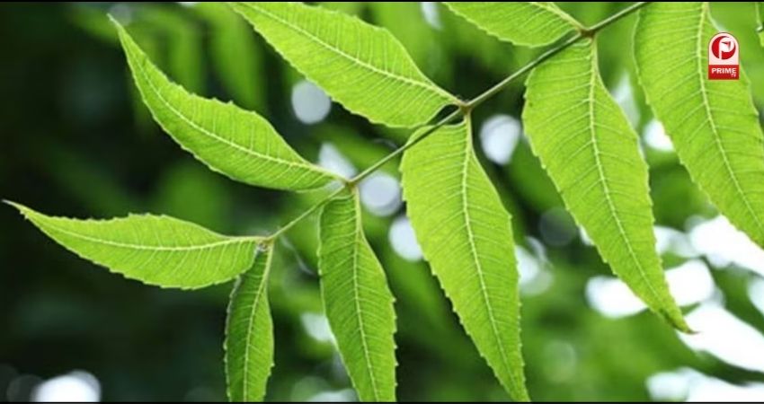 नीम की पत्तियां...