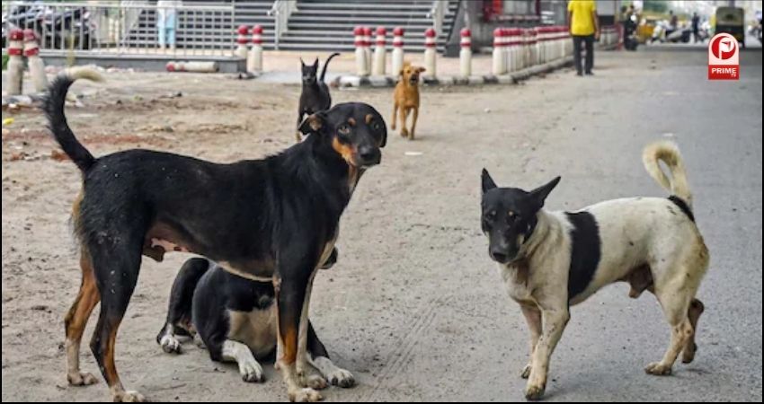 Delhi Street Dogs