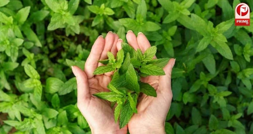 तुलसी की पत्तियां...