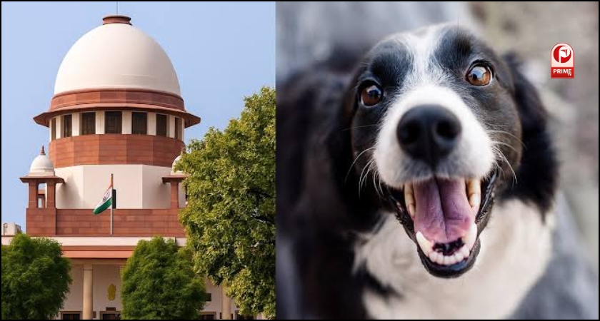 Supreme Court On Stray Dog
