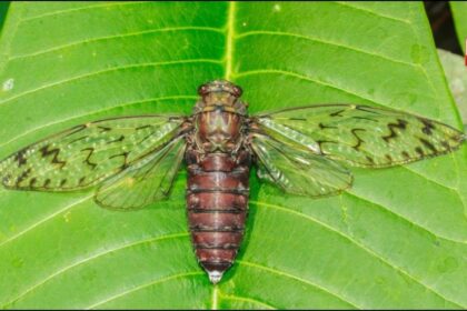 Insects In Rainy Season