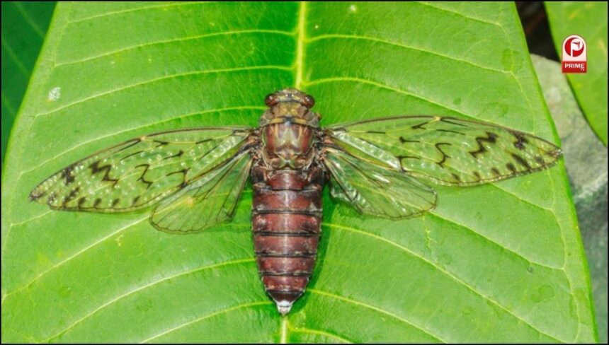 Insects In Rainy Season