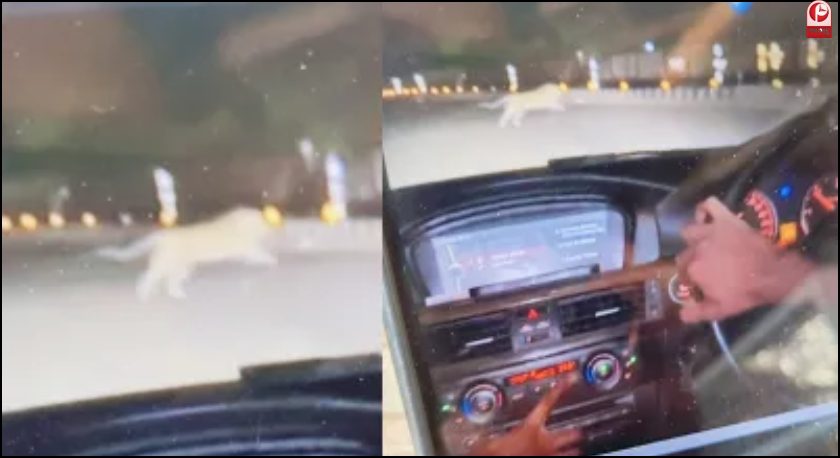 Leopard Spotted in Lucknow Cantt Area