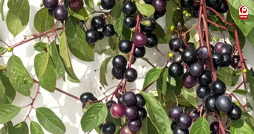 Neelbadi Health Benefits