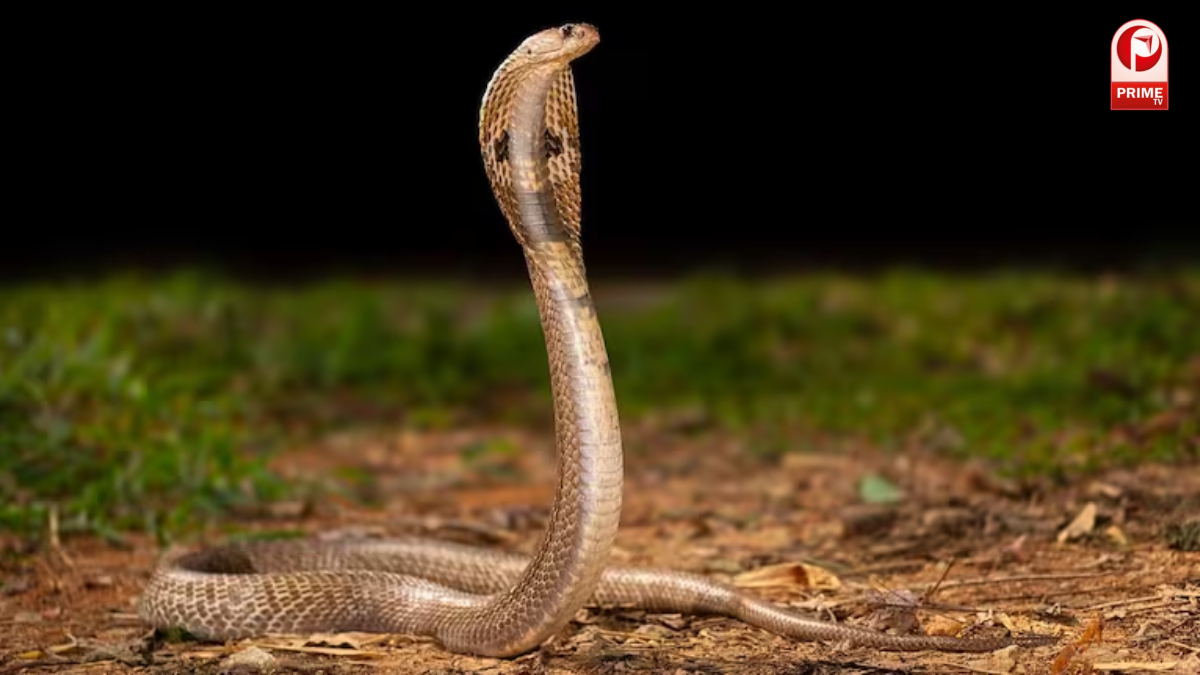 अनोखे गांव जहां सांप हैं परिवार का हिस्सा