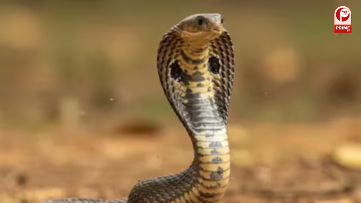 अनोखे गांव जहां सांप हैं परिवार का हिस्सा