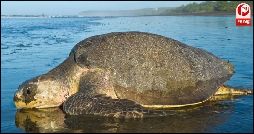 Olive Ridley