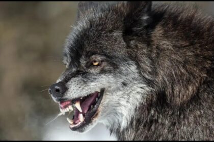 Wolf Attack Bahraich