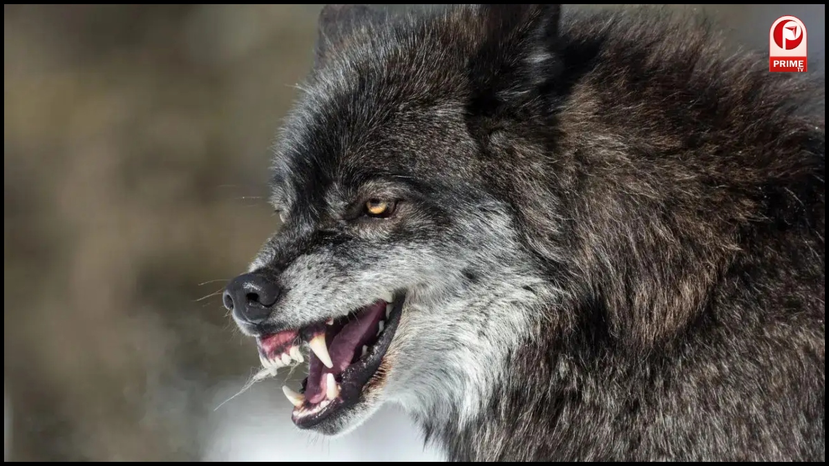 Wolf Attack Bahraich