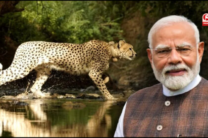 International Tiger Day 2025