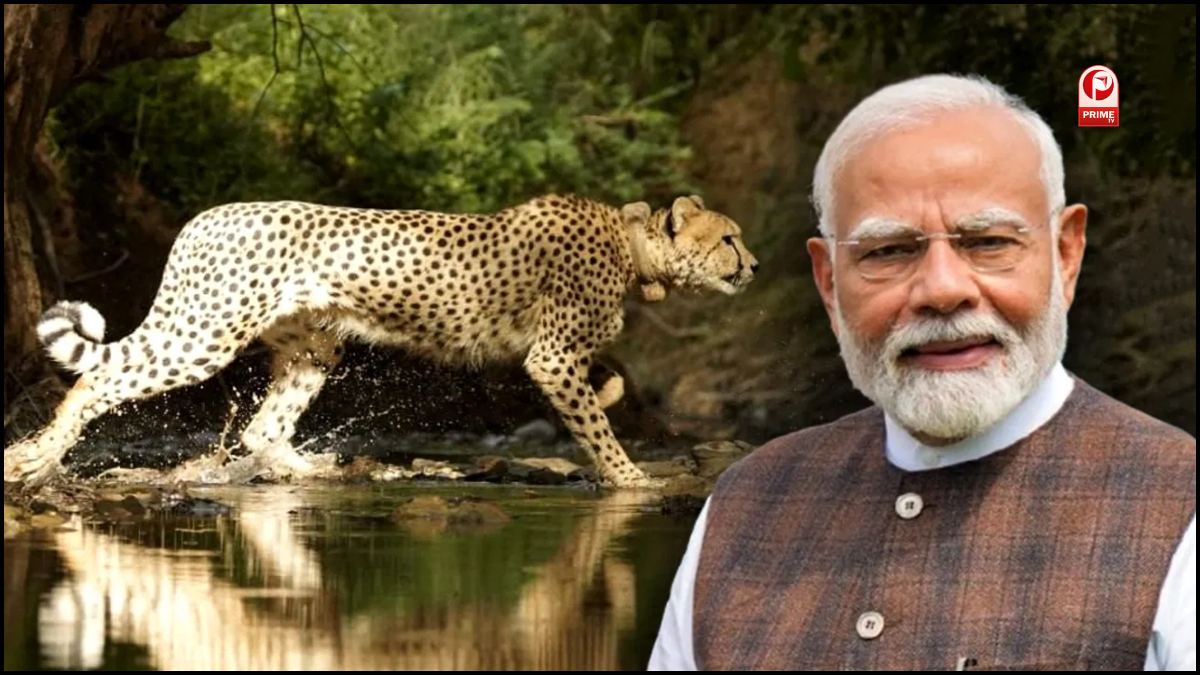 International Tiger Day 2025