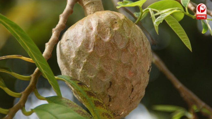 सर्दी का 'सीक्रेट सुपरफूड' रामफल!