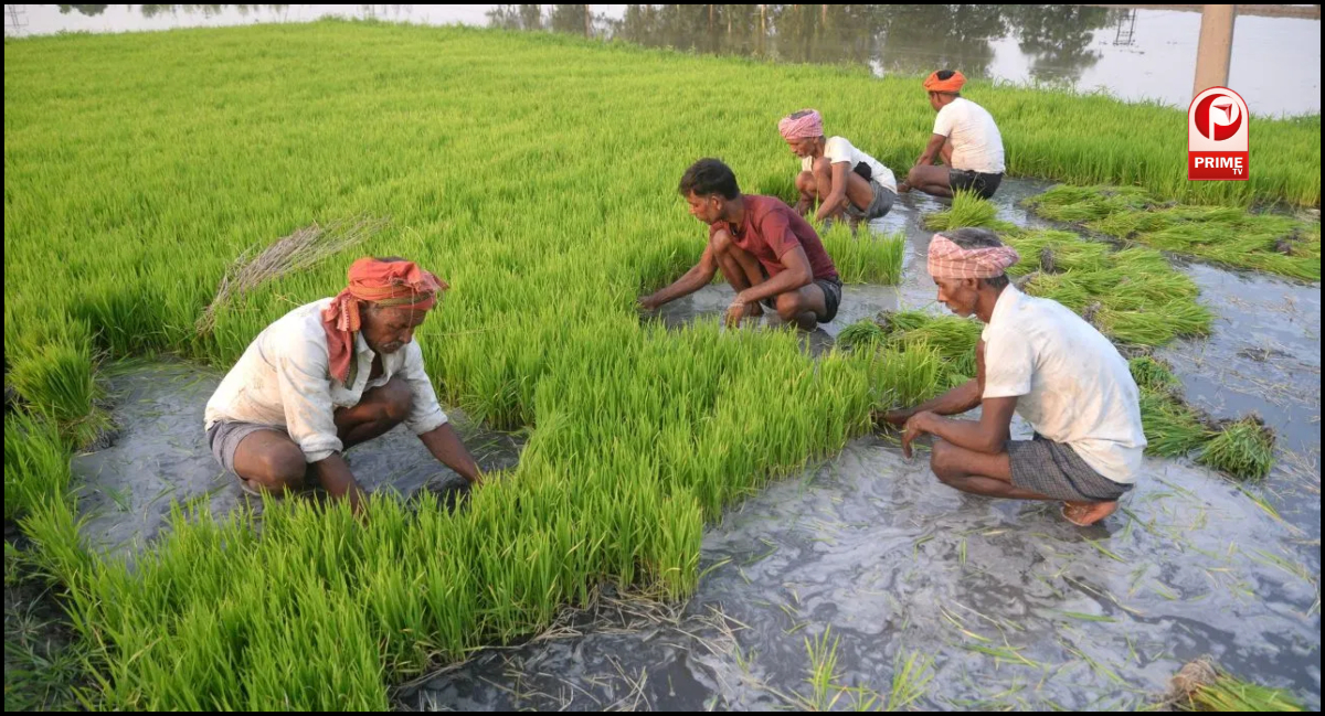 Rice Production