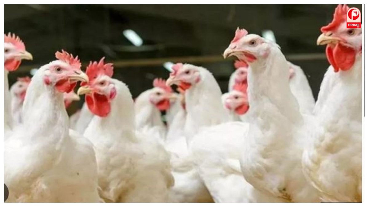 Bird Flu Alert in Bihar