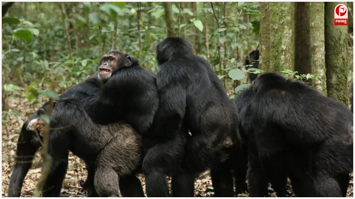 Chimpanzee Civil War :