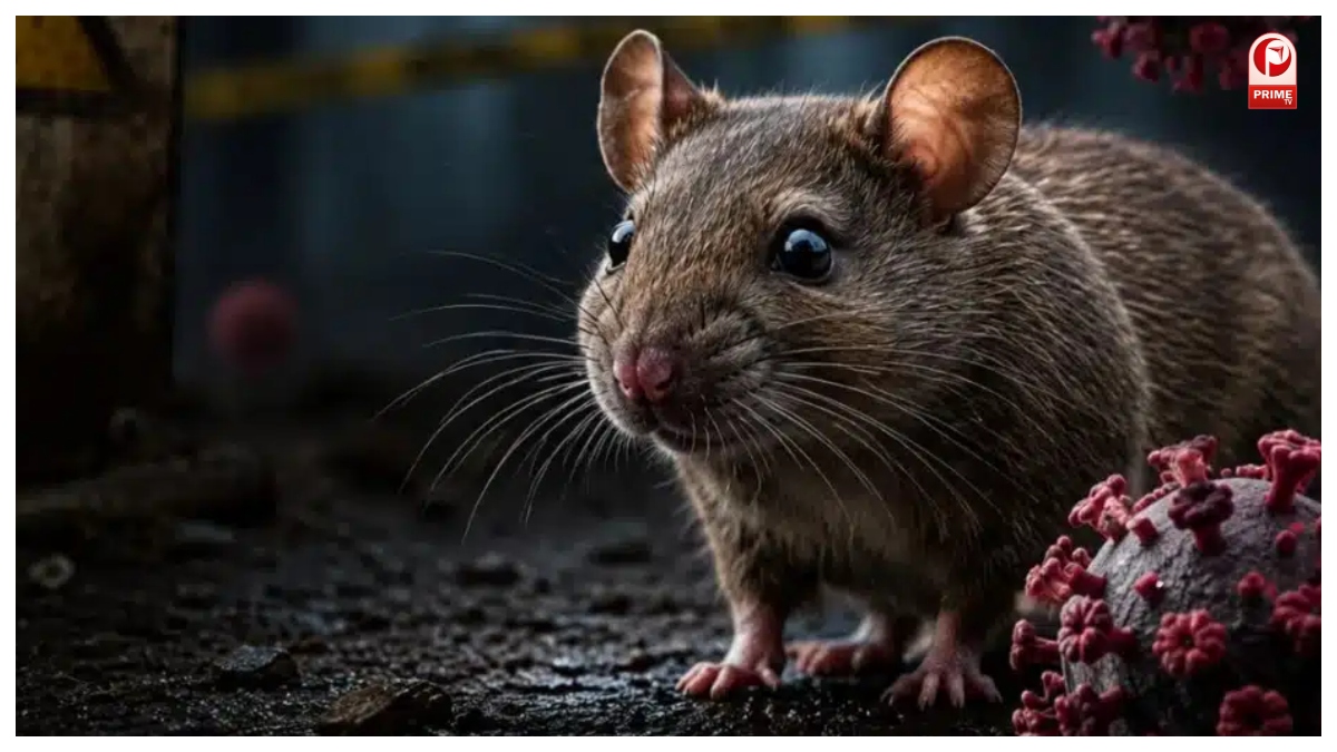 Hantavirus Outbreak