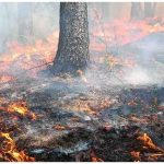 Himachal Pradesh Forest Fire