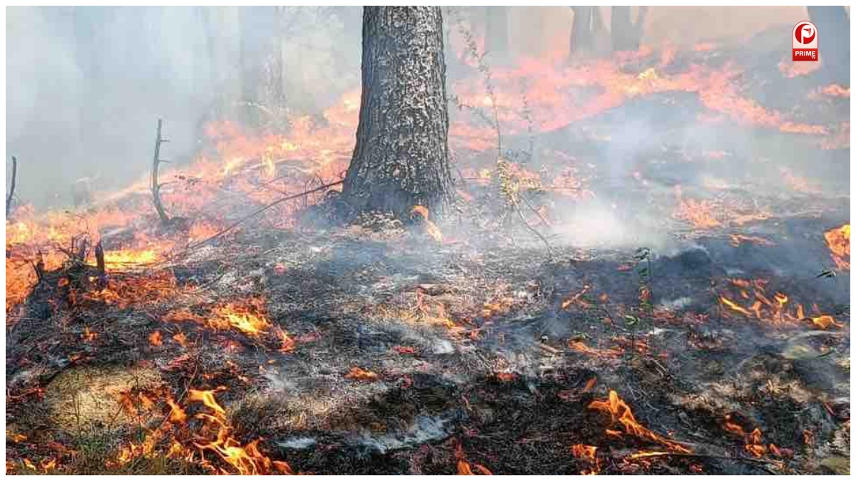 Himachal Pradesh Forest Fire